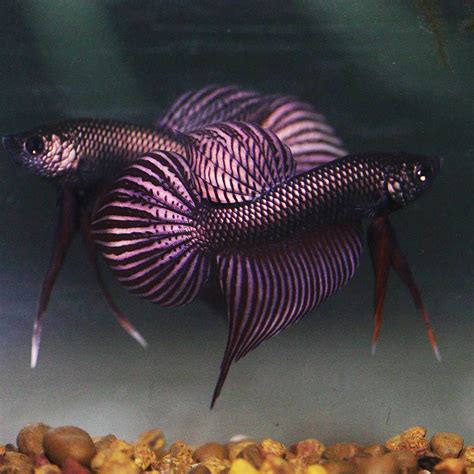 wild betta fish for sale|Franks Bettas.
